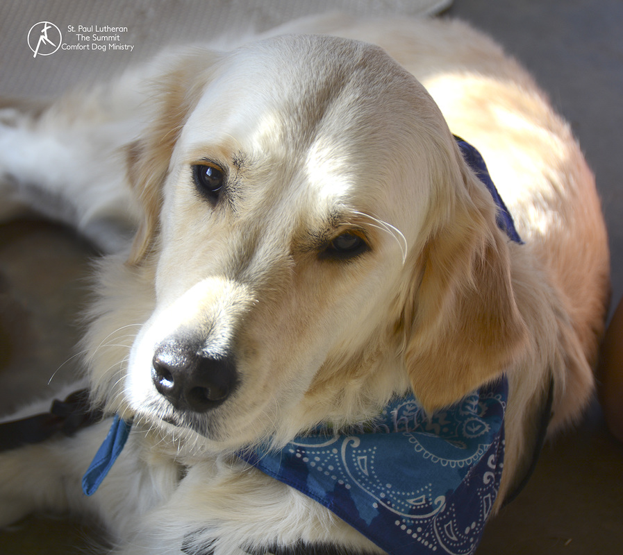 Phoebe Comfort Dog enjoying the sunshine on a bright TX day.