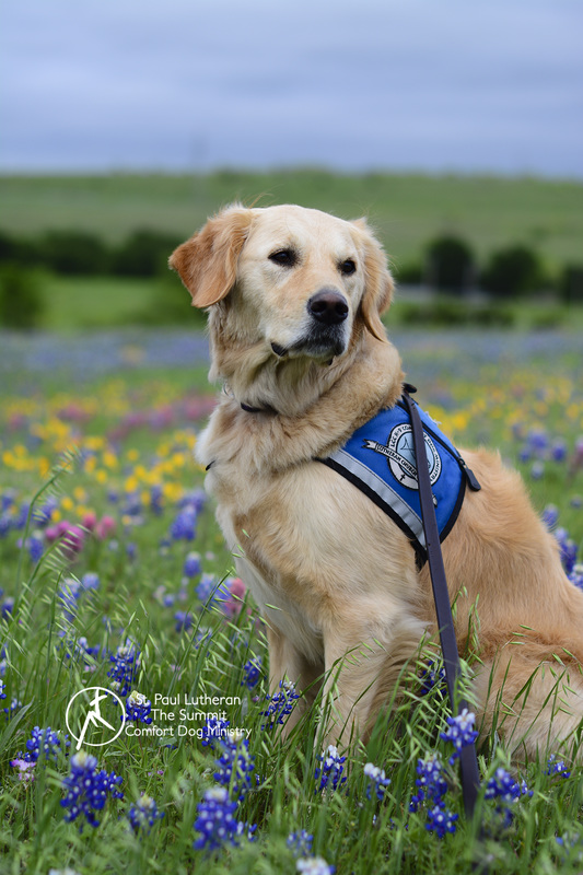 A beautful spring day being enjoyed by Phoebe Comfort Dog in the Texas bluebonnets.