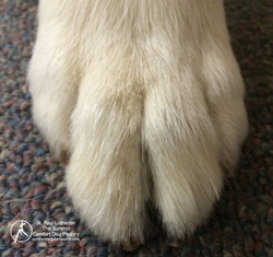 Pax Comfort Dog has big paws.