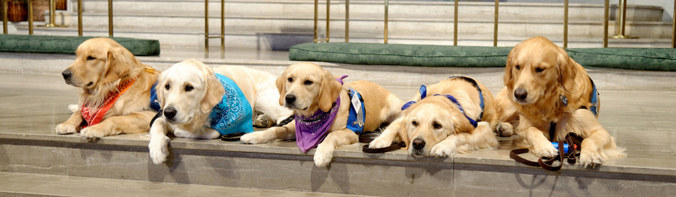 5 Golden Retrievers wearing their colorful bandanas for the Passing of the Leash Ceremony.
