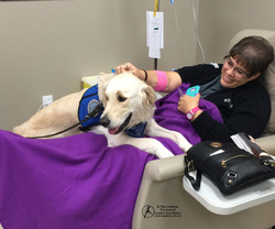 Pax Comfort Dog visiting with a cancer patient in the infusion room.