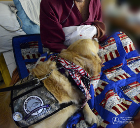 Phoebe Comfort Dog delivering a handmade patrotic quilt to a Veteran.