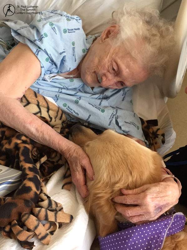 An elderly woman hospital patient petting Phoebe Comfort Dog. They are looking eye to eye.