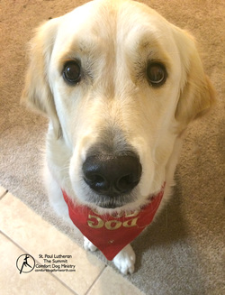 Pax Comfort Dog is wearing his red bandana. You could stare at his brown eyes all day.