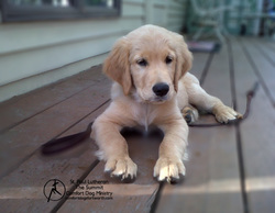 Phoebe Comfort Dog is a beautiful Golden Retriever puppy.